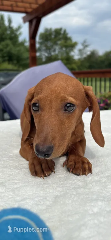 Rock – Miniature Dachshund puppy for sale in Greenfield, IN