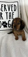 Dustin, a male Dachshund for sale in Greenfield, IN – 3 of 4