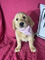 Gwen, a female Golden Retriever for sale in Greenfield, IN – 5 of 5