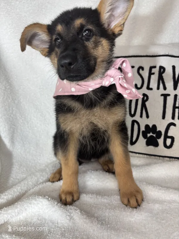 Gracie – German Shepherd Dog puppy for sale in Greenfield, IN