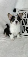 Casper (Mothers Day Special), a male Pembroke Welsh Corgi for sale in Greenfield, IN – 4 of 5