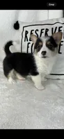 Casper (Mothers Day Special), a male Pembroke Welsh Corgi for sale in Greenfield, IN – 5 of 5