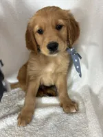 Goose, a male Golden Retriever for sale in Greenfield, IN – 2 of 4