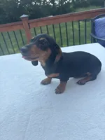 Buster, a male Miniature Dachshund for sale in Greenfield, IN – 5 of 5