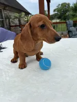Rex, a male Miniature Dachshund for sale in Greenfield, IN – 3 of 5