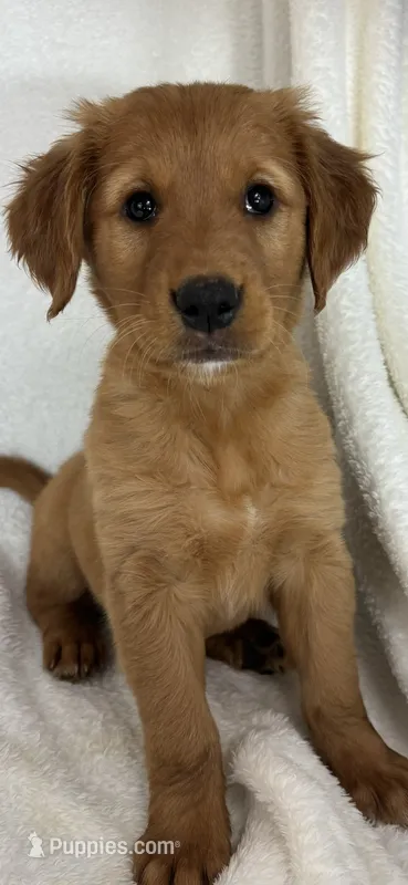 Gloria – Golden Retriever puppy for sale in Greenfield, IN