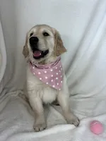 Gladys, a female English Cream Golden Retriever for sale in Greenfield, IN – 4 of 5