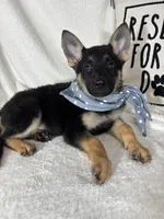 Gabe , a male German Shepherd Dog for sale in Greenfield, IN – 5 of 5