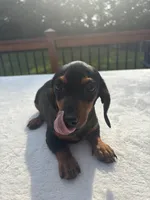 Belle, a female Miniature Dachshund for sale in Greenfield, IN – 5 of 6
