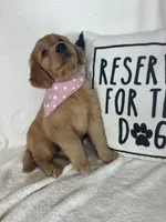Amber, a female Golden Retriever for sale in Greenfield, IN – 3 of 5
