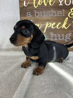 Dalton, a male Dachshund for sale in Greenfield, IN – 2 of 6