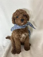 Gage, a male Miniature Goldendoodle for sale in Greenfield, IN – 4 of 4