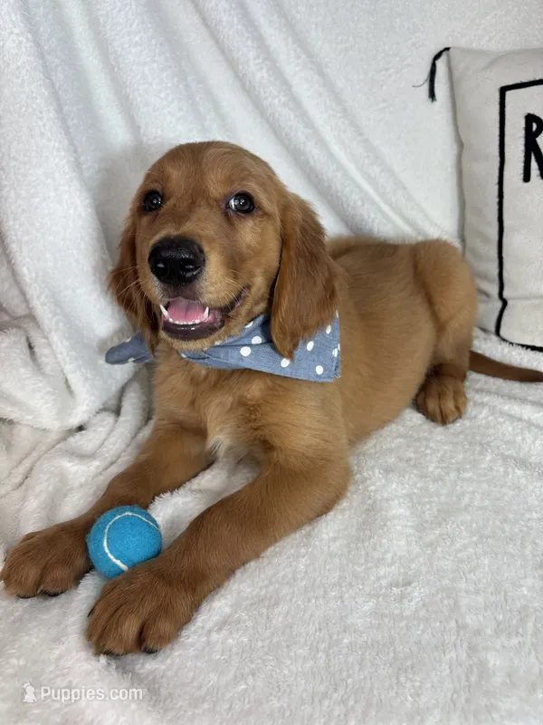 Gunner – Golden Retriever puppy for sale in Greenfield, IN