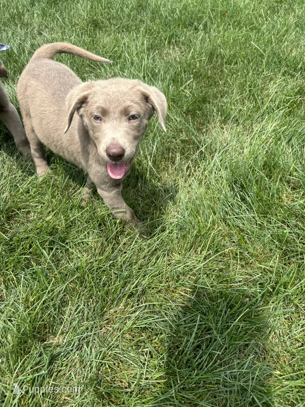 Sadie – Labrador Retriever puppy for sale in Greenfield, IN