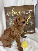 Giligan, a male Miniature Goldendoodle for sale in Greenfield, IN – Photo 2 of 5