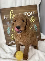 Giligan, a male Miniature Goldendoodle for sale in Greenfield, IN – Photo 3 of 5