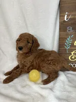 Giligan, a male Miniature Goldendoodle for sale in Greenfield, IN – Photo 5 of 5