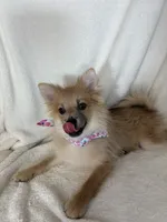 Penelope, a female Pomeranian for sale in Greenfield, IN – 2 of 5