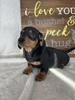 Dalton, a male Dachshund for sale in Greenfield, IN – 5 of 6