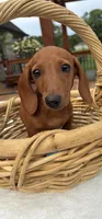 Bob, a male Miniature Dachshund for sale in Greenfield, IN – 3 of 5