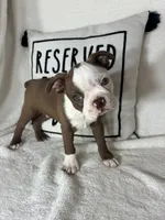 Butter, a male Boston Terrier for sale in Greenfield, IN – 5 of 5