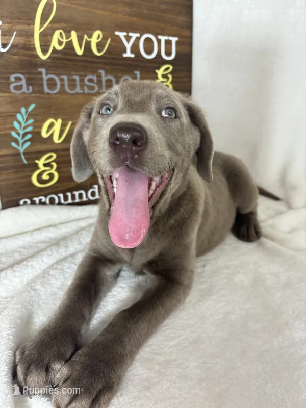 Luna – Labrador Retriever puppy for sale in Greenfield, IN