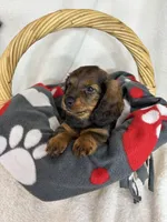 Dixie, a male Dachshund for sale in Greenfield, IN – 4 of 4