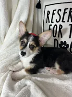 Carmen , a female Pembroke Welsh Corgi for sale in Greenfield, IN – 4 of 4