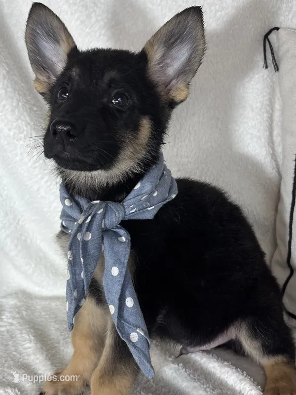 Gabe  – German Shepherd Dog puppy for sale in Greenfield, IN