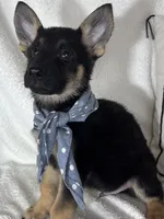 Gabe , a male German Shepherd Dog for sale in Greenfield, IN – 1 of 5