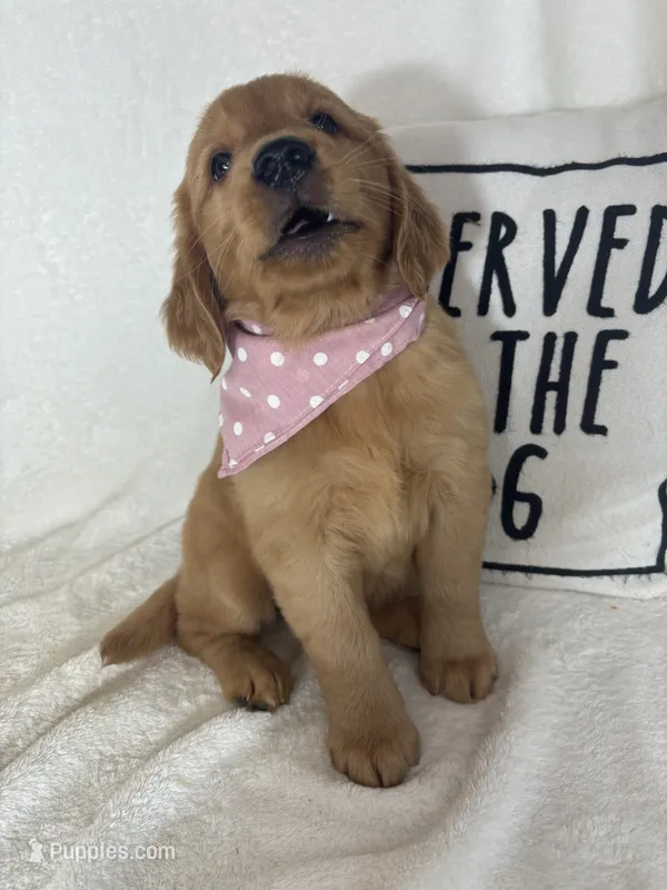Marigold – Golden Retriever puppy for sale in Greenfield, IN