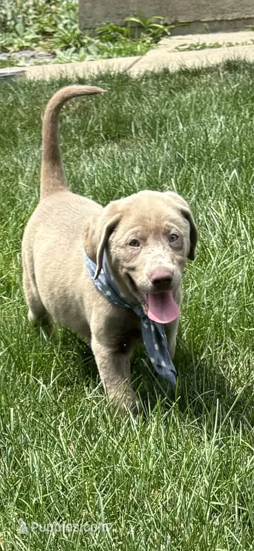 Storm – Labrador Retriever puppy for sale in Greenfield, IN