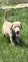 Storm, a male Labrador Retriever for sale in Greenfield, IN – 1 of 4
