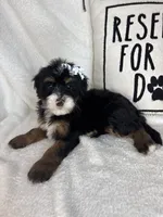 Macy, a female Bernedoodle for sale in Greenfield, IN – 5 of 6