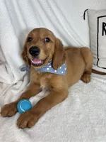 Gunner, a male Golden Retriever for sale in Greenfield, IN – 2 of 5