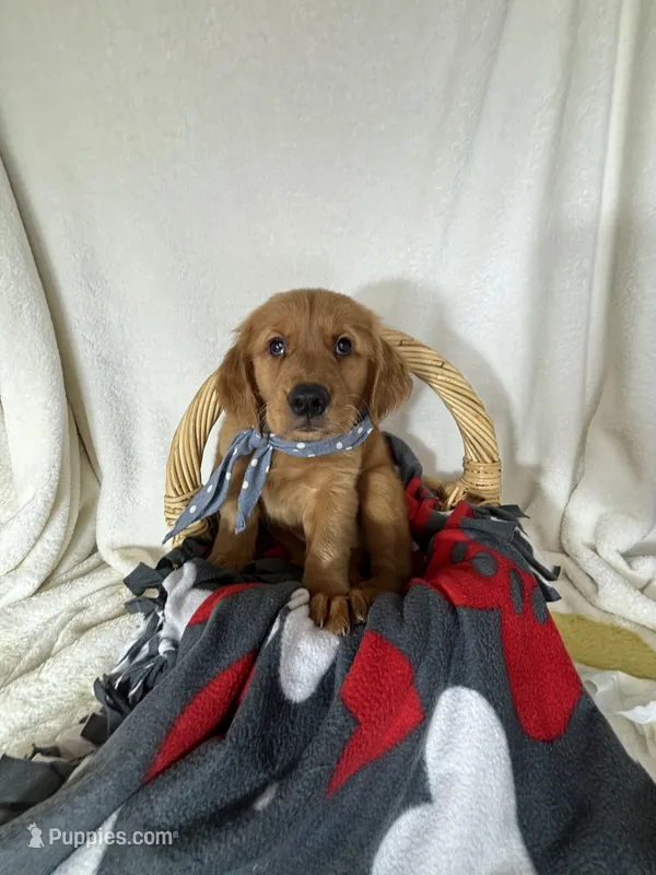 Cooper – Golden Retriever puppy for sale in Greenfield, IN