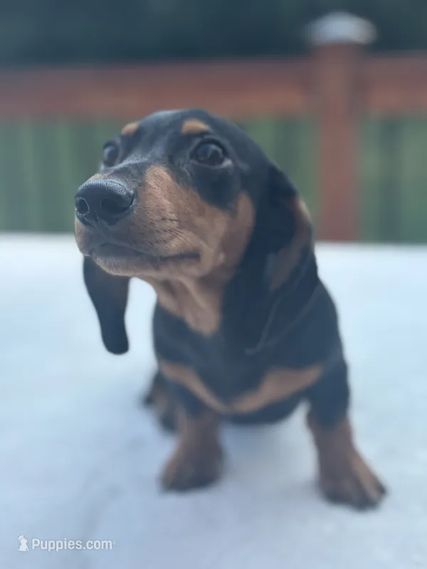 Buster – Miniature Dachshund puppy for sale in Greenfield, IN