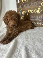 Gabby, a female Miniature Goldendoodle for sale in Greenfield, IN – 5 of 5