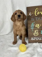 Maryann, a female Miniature Goldendoodle for sale in Greenfield, IN – Photo 4 of 5