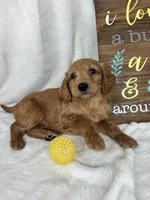 Maryann, a female Miniature Goldendoodle for sale in Greenfield, IN – Photo 2 of 5