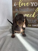 Diesel, a male Dachshund for sale in Greenfield, IN – 2 of 7