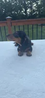 Buster, a male Miniature Dachshund for sale in Greenfield, IN – 2 of 5