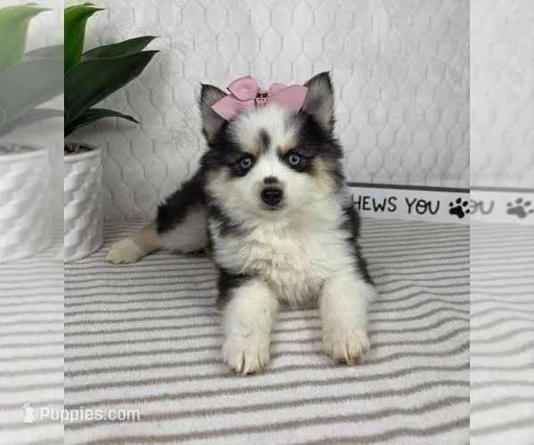 Penelope, a female Pomsky for sale in Greenfield, IN – Photo 1 of 4