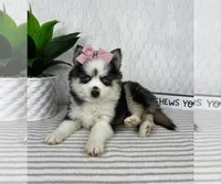 Penelope, a female Pomsky for sale in Greenfield, IN – Photo 4 of 4