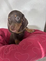 Diesel, a male Dachshund for sale in Greenfield, IN – 7 of 7