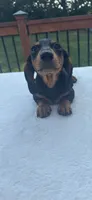 Buster, a male Miniature Dachshund for sale in Greenfield, IN – 3 of 5