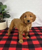 Gala, a female Miniature Goldendoodle for sale in Greenfield, IN – Photo 4 of 5