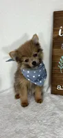 Pom Pom, a male Pomeranian for sale in Greenfield, IN – 1 of 5