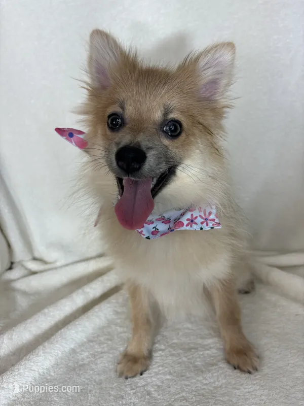 Penelope – Pomeranian puppy for sale in Greenfield, IN