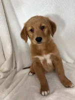 Ginger, a female Golden Retriever for sale in Greenfield, IN – 3 of 5